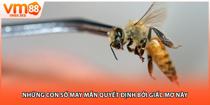 Những con số may mắn quyết định bởi giấc mơ này